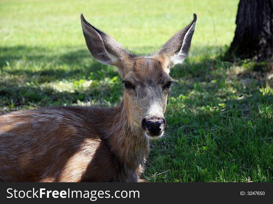 Waterton National park, Alberta. Wild deer. Waterton National park, Alberta. Wild deer.