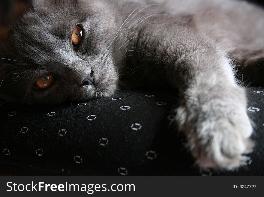 A grey kitten relaxing lazily on dark upholstery.