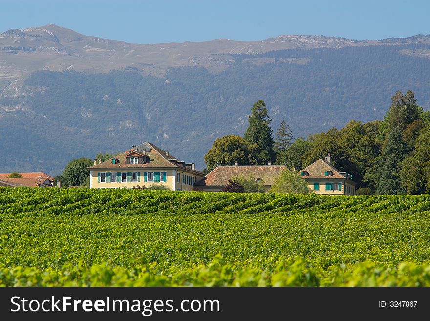 Vineyard, trees, farm houses. Switzerland, EU. Vineyard, trees, farm houses. Switzerland, EU