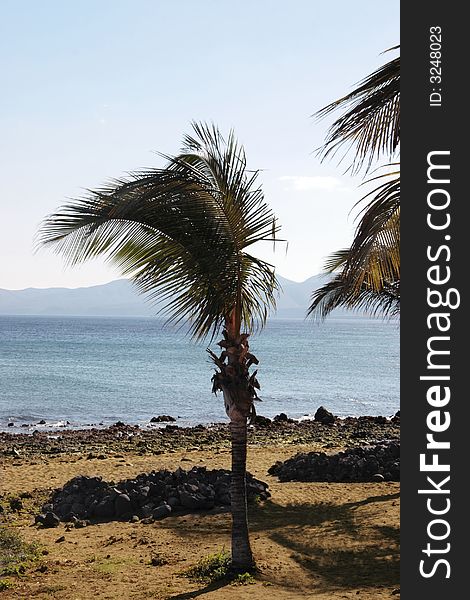 A lanzarote beach with palm tree. A lanzarote beach with palm tree