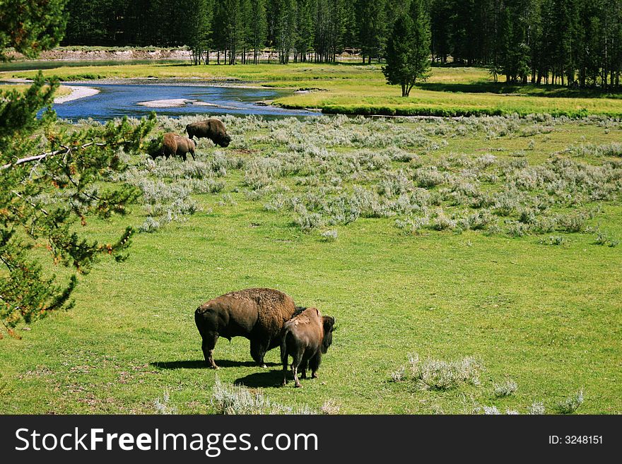 Buffalos At Yellow Stone