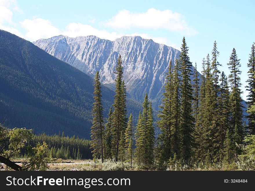 Trees And Mountains