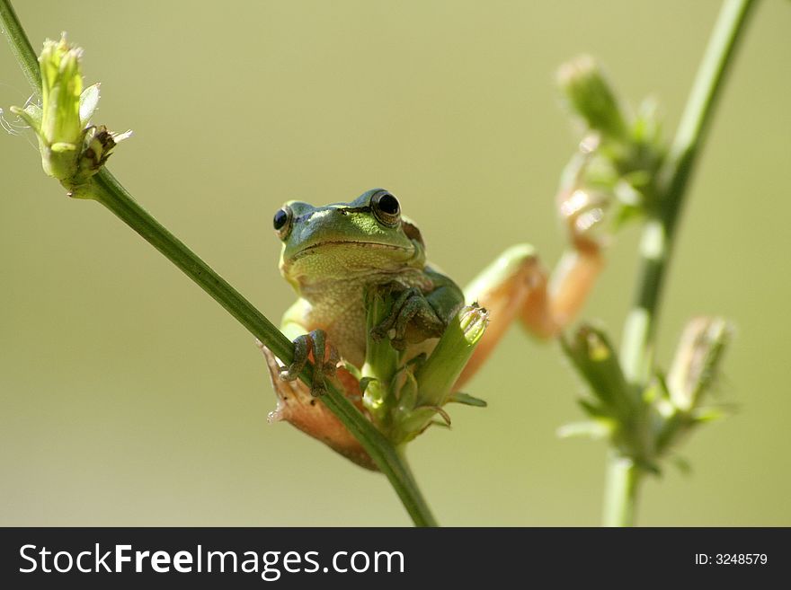 The tree frog, Hyla arborea, sits on the branches of the chicory, Cichorium intybus. The tree frog, Hyla arborea, sits on the branches of the chicory, Cichorium intybus