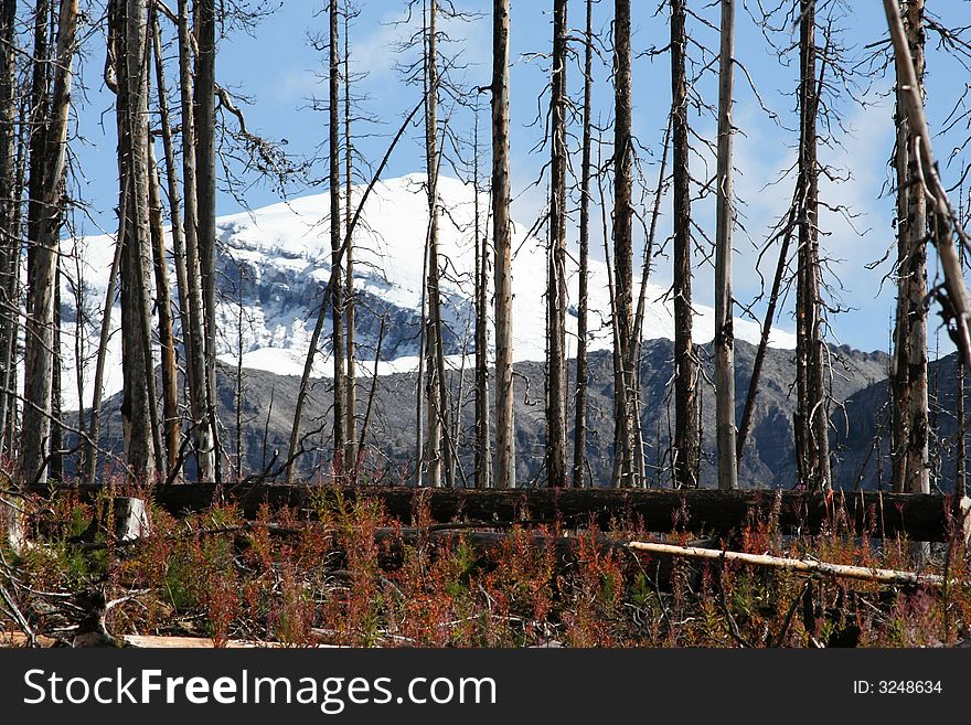 Burned trees three years after the fire. Burned trees three years after the fire