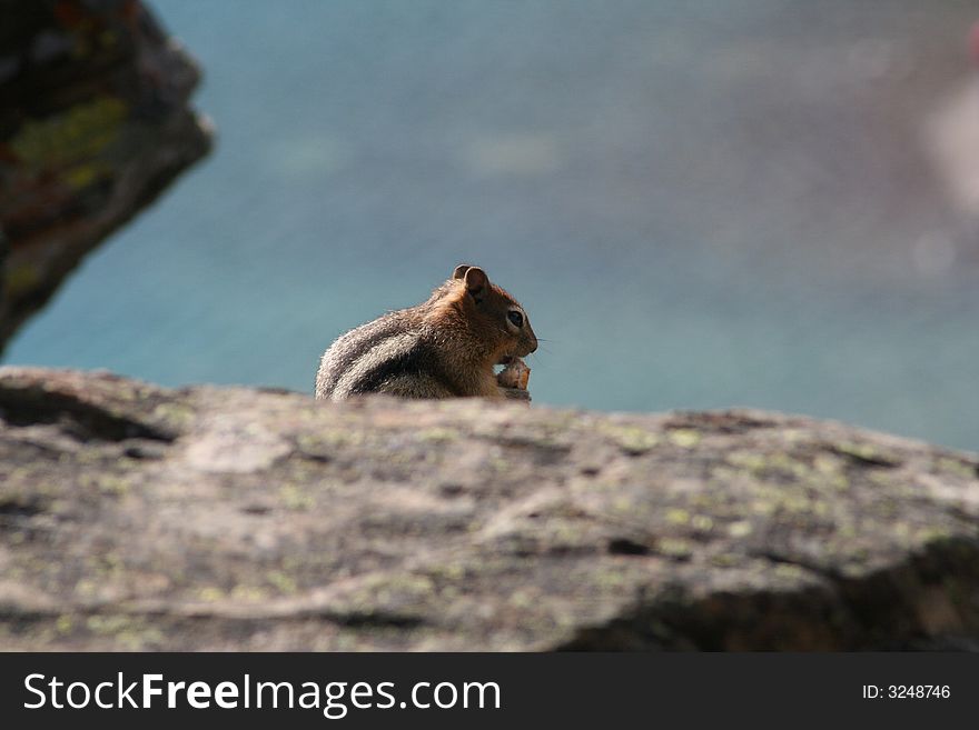 Chipmunk on the rock eating a nut