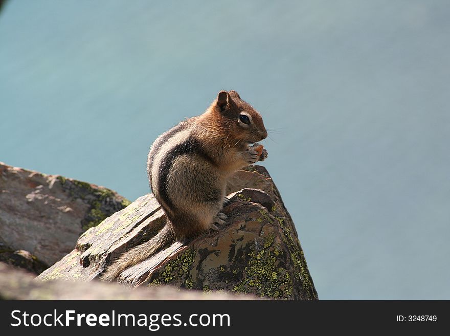 Chipmunk on the rock eating a nut