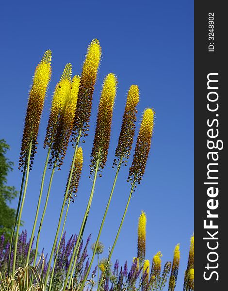 Tall and stately yellow flower stalks stretch into a deep blue sky. Tall and stately yellow flower stalks stretch into a deep blue sky