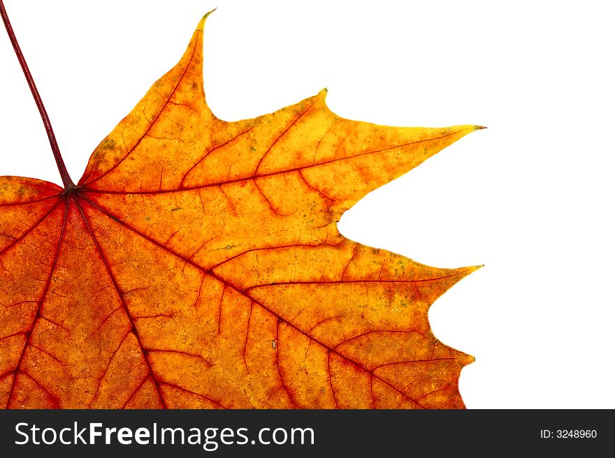 Autumn maple leave on a white background