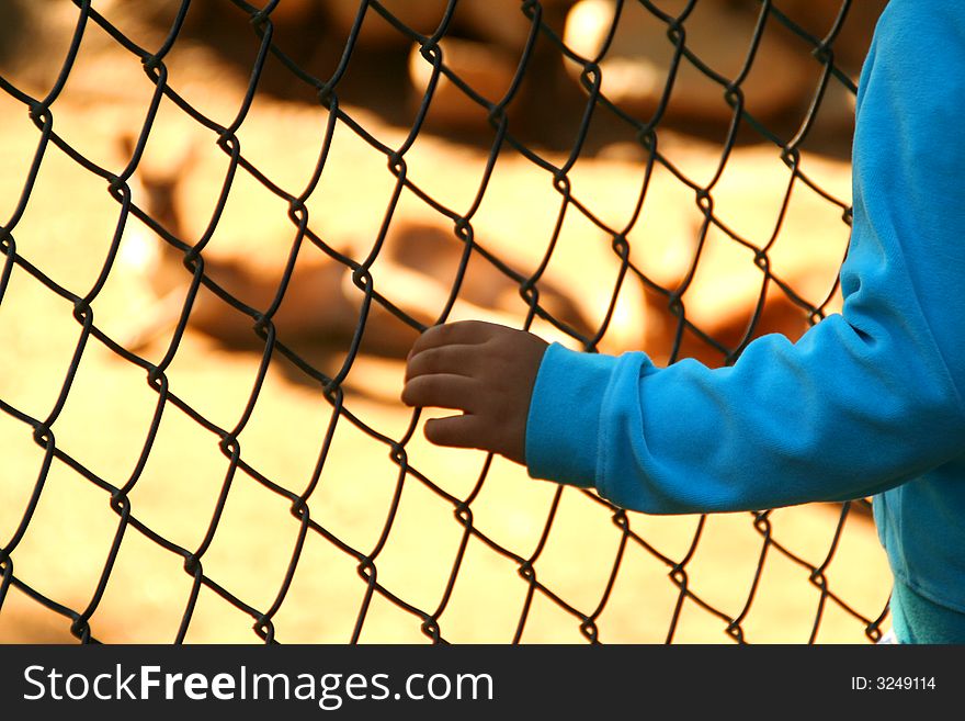 A child is fascinated by the red kangaroos at the zoo. A child is fascinated by the red kangaroos at the zoo