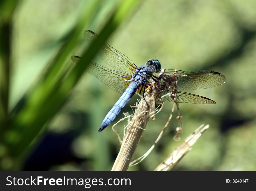 Dragon Fly perched on a branch. Dragon Fly perched on a branch