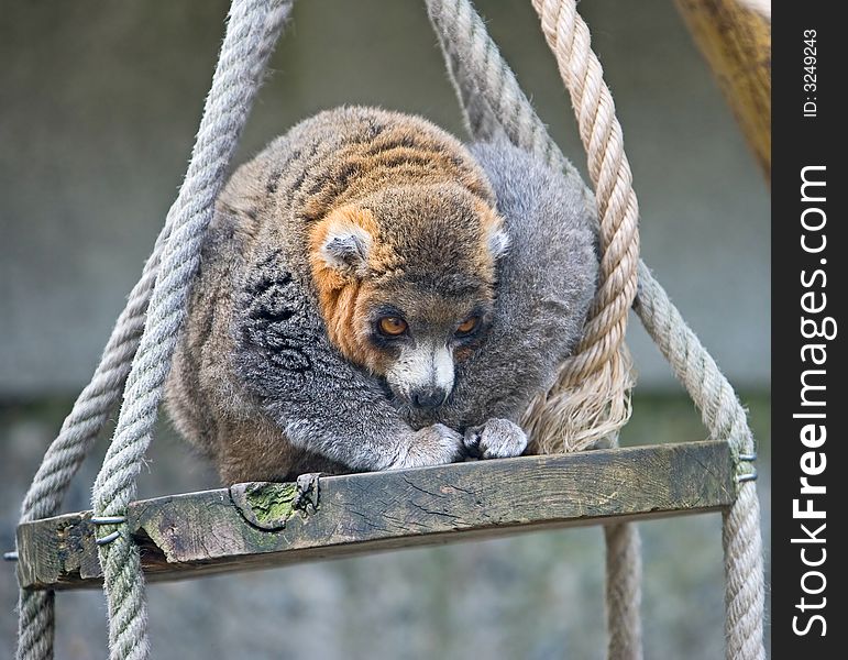 Mongoose lemur on the swing. Mongoose lemur on the swing