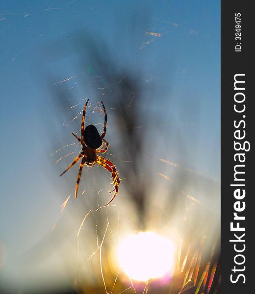 European garden spider (Araneus diadematus) enjoying the sunset