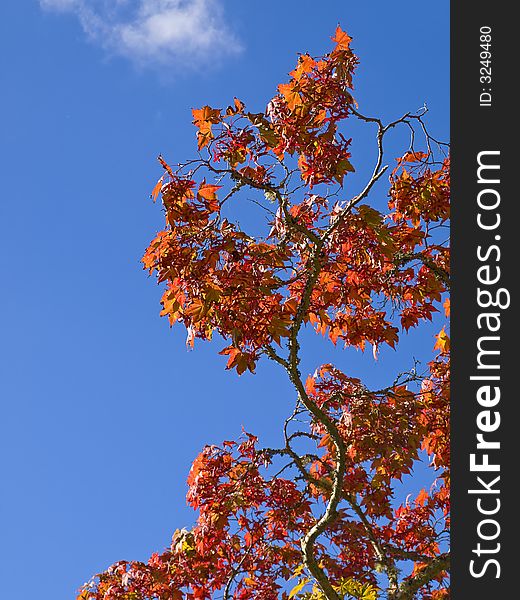 Red autumn maple leaves against blue sky. Red autumn maple leaves against blue sky