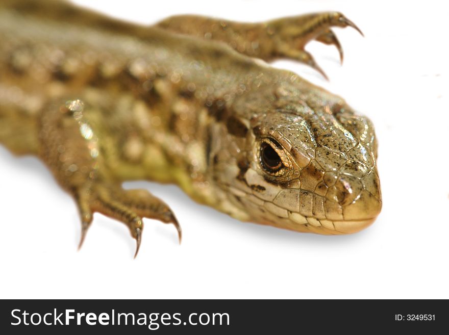 Wild lizard - isolated image, white background