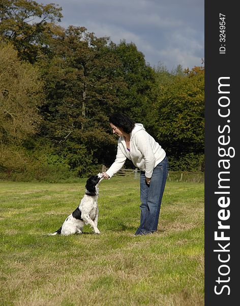 English springer spaniel being trained in a field by its young lady owner on a nice sunny day.