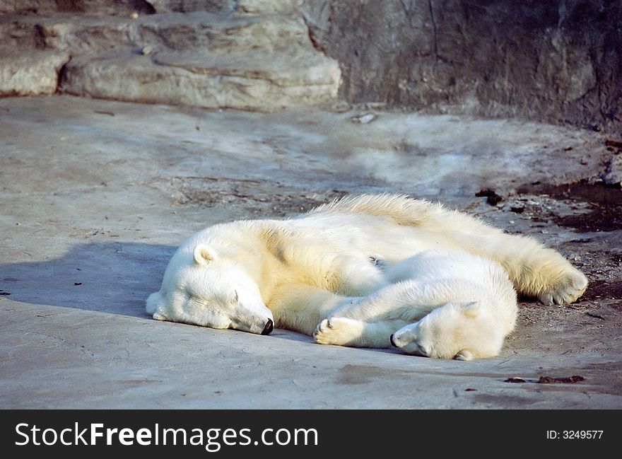 White polar bear with cub sleeping in rocks. White polar bear with cub sleeping in rocks
