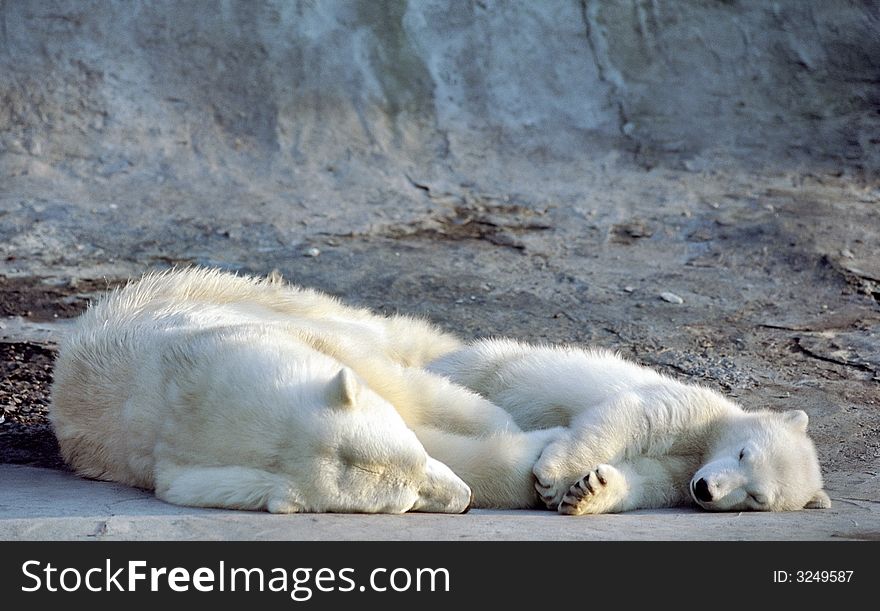 White polar bear with cub sleeping in rocks