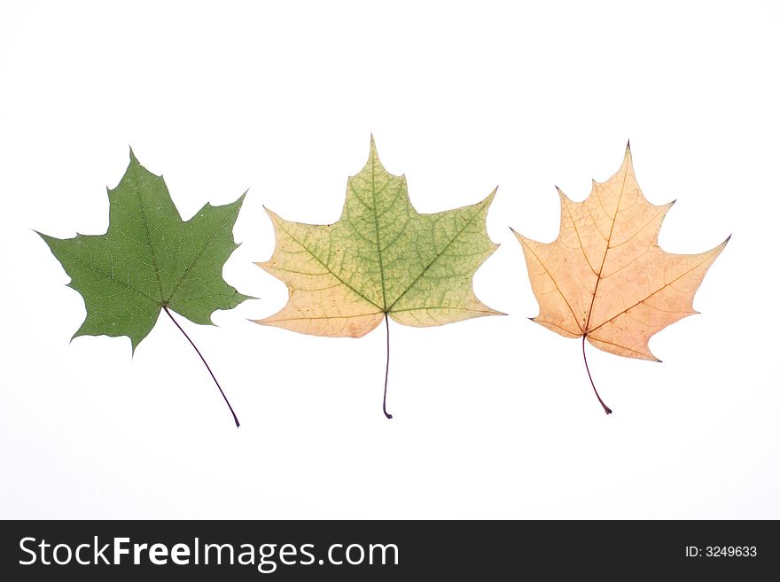 Autumn leaves on a light background