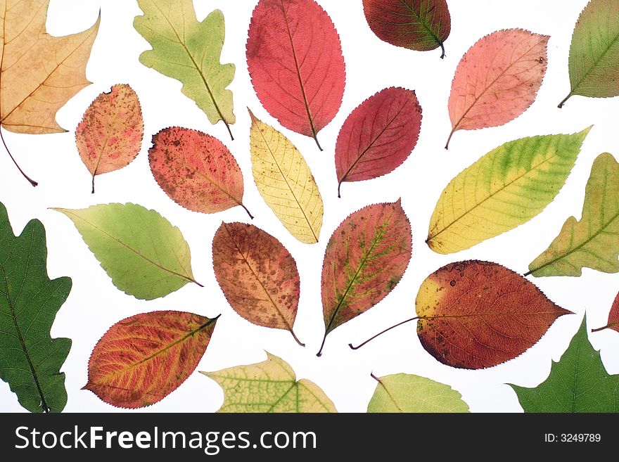 Autumn leaves on a light background