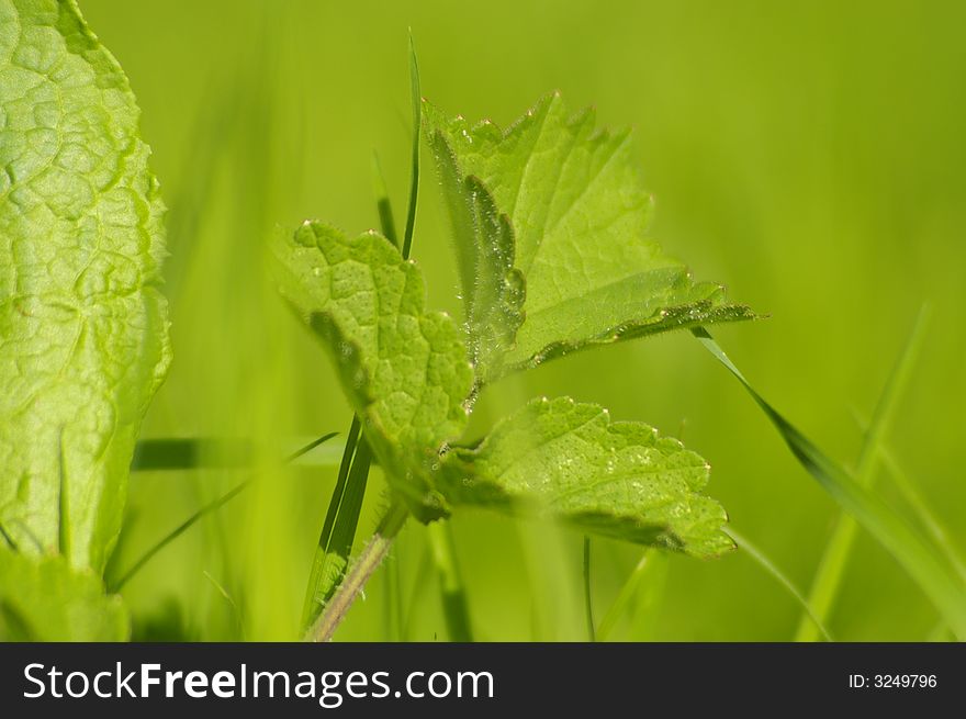 Foliage in green and bright blurry grass. Foliage in green and bright blurry grass