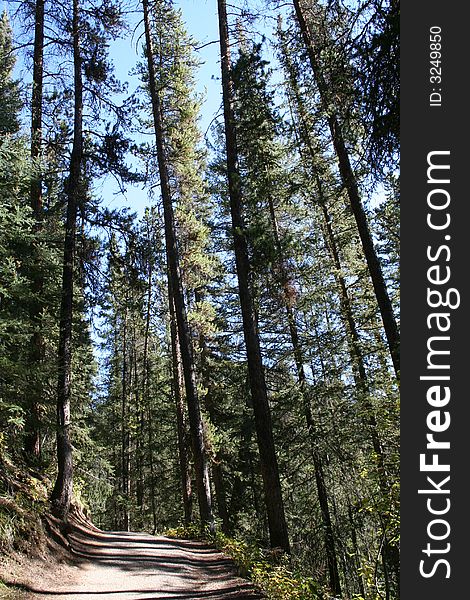 Trees on the edge of rocks on trail. Trees on the edge of rocks on trail