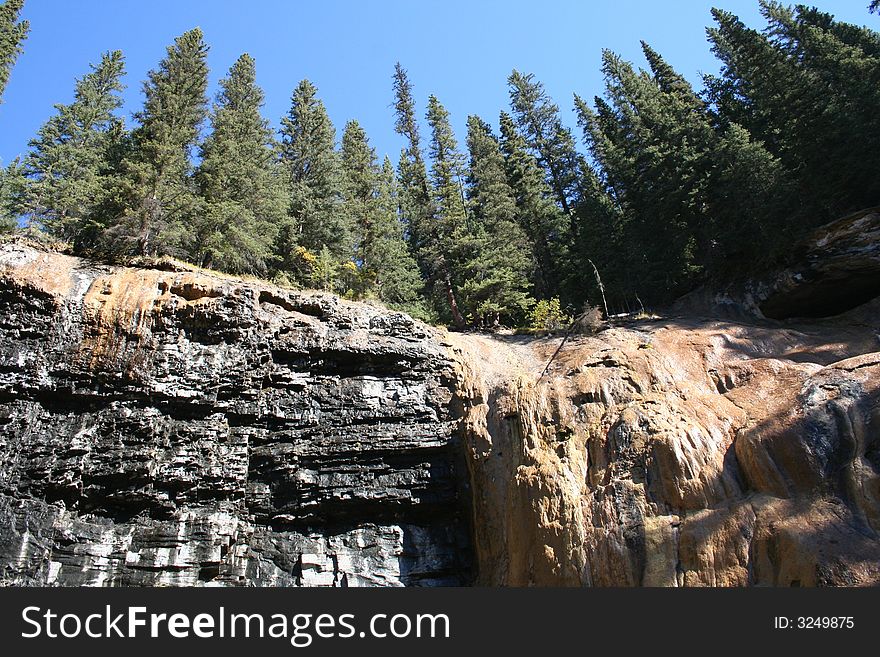 Trees on the edge of rocks. Trees on the edge of rocks