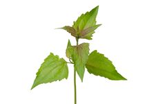 Free Siam Weed Stock Images - 32409254