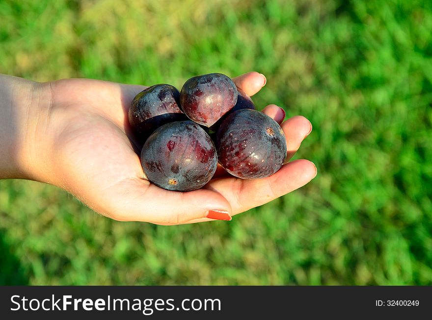 Ripe black figs in girl hand - green grass background. Ripe black figs in girl hand - green grass background