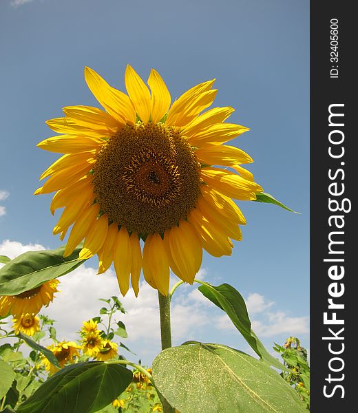 Sunflower And Sky