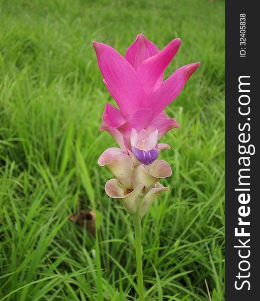 Pink siam tulip in the forest at thailand