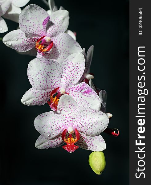 White orchids with burgundy spots and drops of water on black background