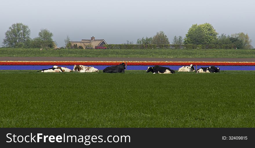 Colorful picture of cows and tulips