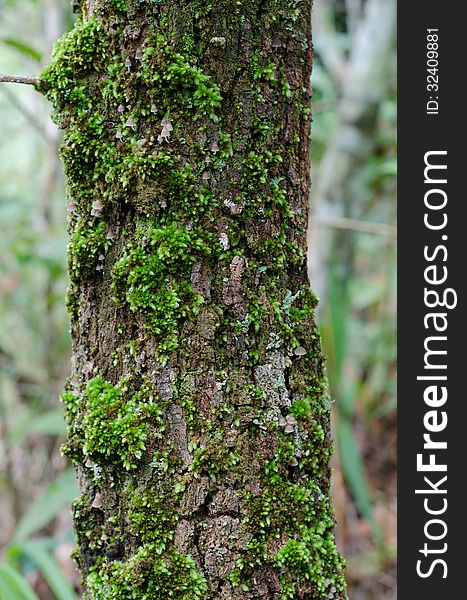 Moss growing on tree in rain forest, Thailand