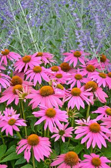 Pink Echinacia Flowers Stock Photos Pink Echinacia Flowers Stock Photos