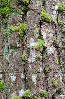 Moss Growing On Tree Royalty Free Stock Images Moss Growing On Tree Royalty Free Stock Images