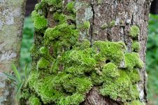 Moss Growing On Tree Royalty Free Stock Image Moss Growing On Tree Royalty Free Stock Image