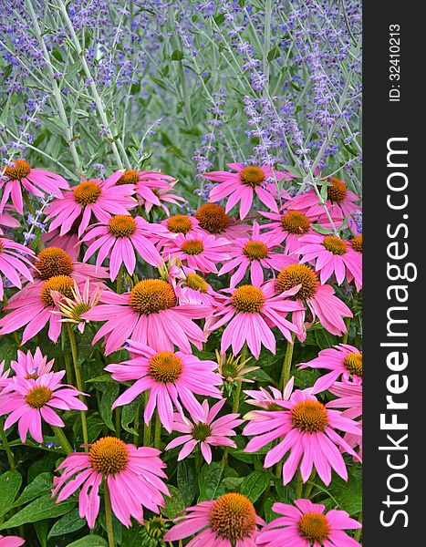 Pink echinacia flowers