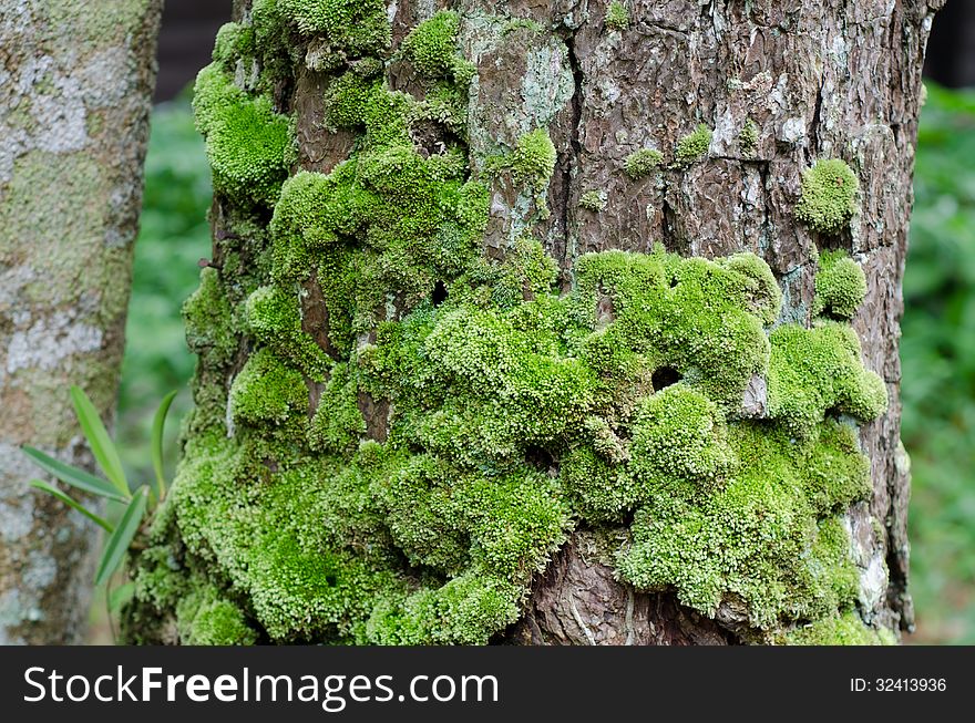 Moss growing on tree in rain forest, Thailand