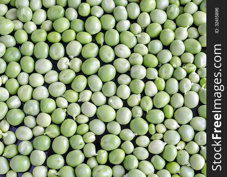 Fresh ripe green peas beackground. Fresh ripe green peas beackground