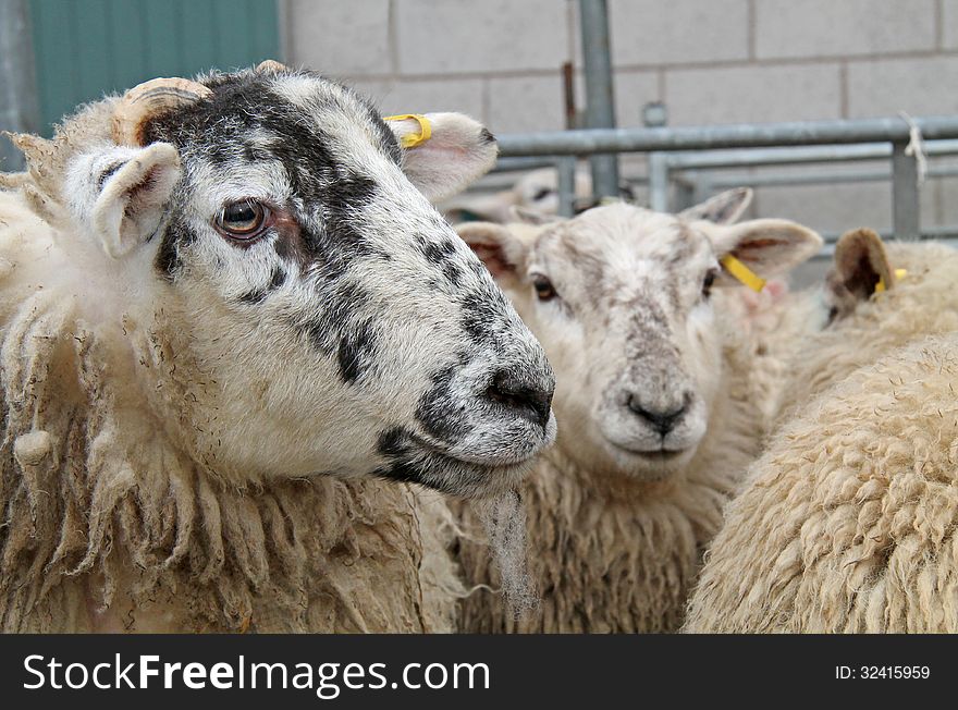 Some Sheep in a Market Sale Holding Pen. Some Sheep in a Market Sale Holding Pen.