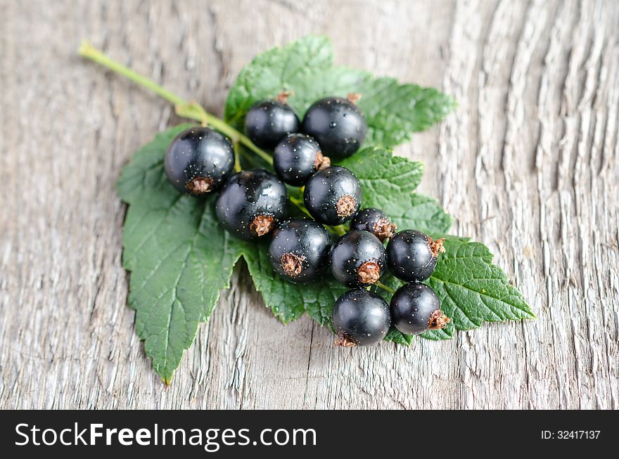 Close up of blackcurrant on a leaf