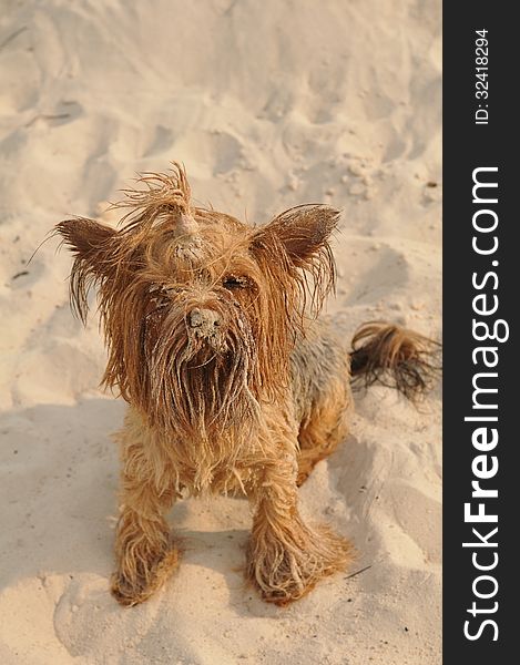 Cute yorkshire terrier portrait all in sand