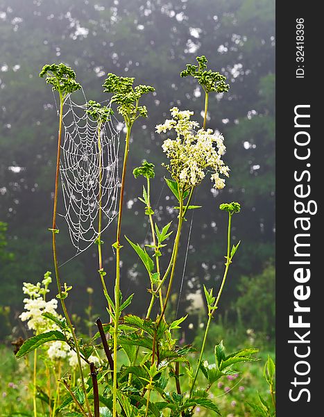 Meadowsweet or mead wort (FilipÃ©ndula ulmÃ¡ria). Meadowsweet or mead wort (FilipÃ©ndula ulmÃ¡ria)