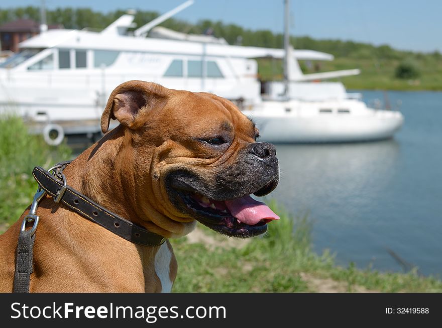 Boxer Breed Dog Is Sitting Hanging Out Its Tongue