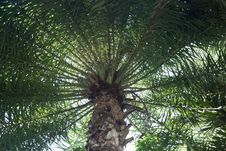 Palm Tree Circle Leaves Stock Photos Palm Tree Circle Leaves Stock Photos