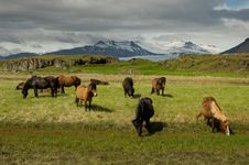 Icelandic Horses Stock Images