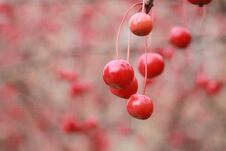 Red Cherries Stock Photography