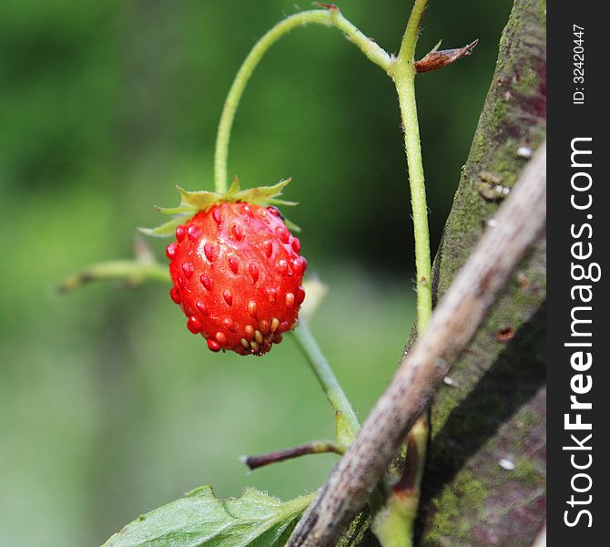 Strawberry as a symbol of the dietary and nutritional food