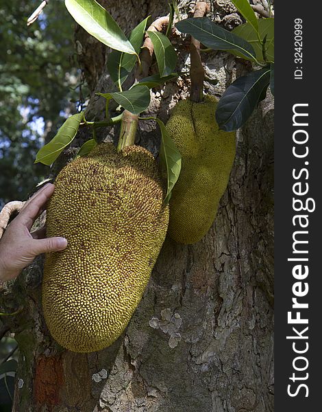 The fruits of jackfruit are the largest of all growing on trees. The fruits of jackfruit are the largest of all growing on trees.
