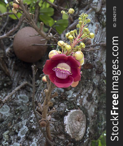 Flower Gun Tree &x28;Couroupita Guianensis&x29;.